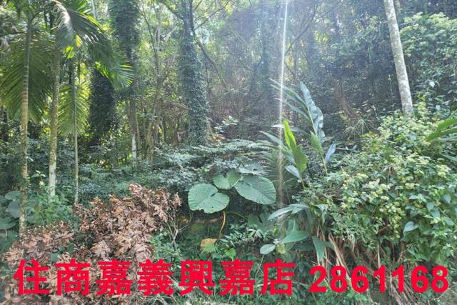 嘉義梅山農地-3