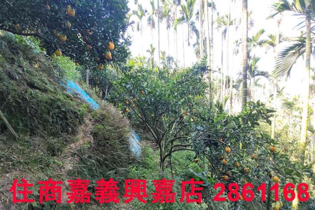 嘉義梅山農地-4