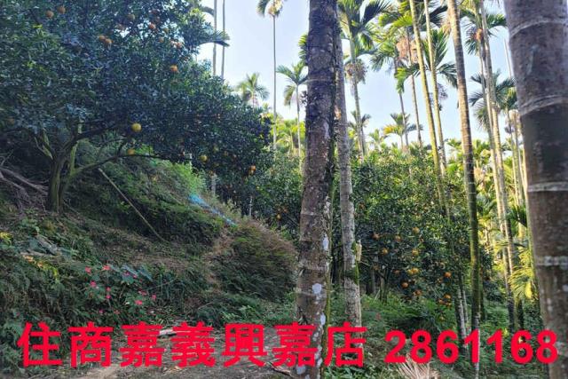 嘉義梅山農地-5