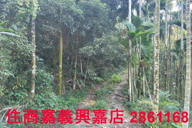 嘉義梅山農地-6