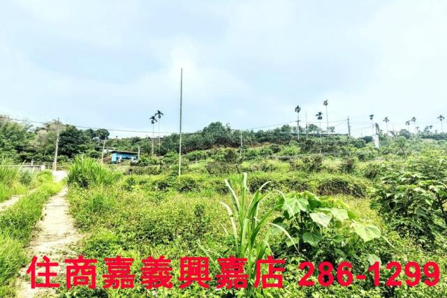 竹崎農地-9