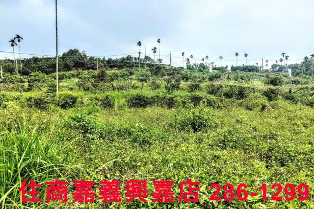 竹崎農地-7