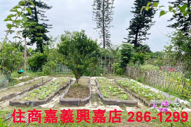 竹崎農地-6