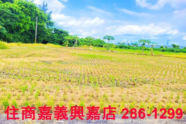民雄農地-6
