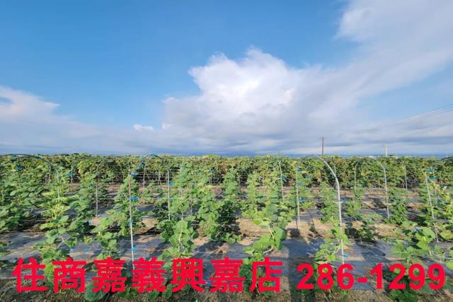嘉義農地-2