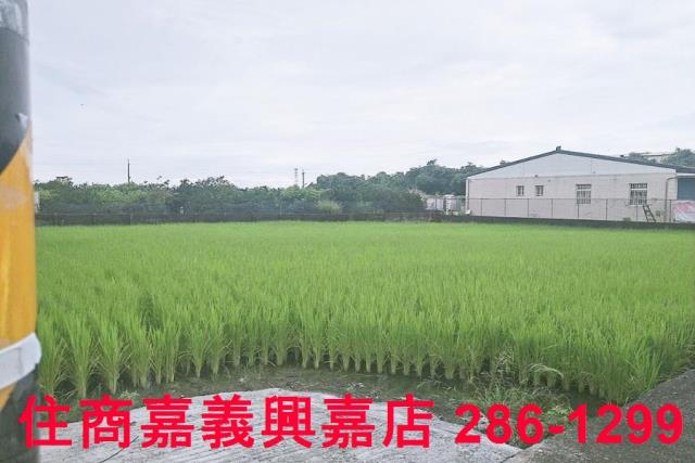 大林農地-4