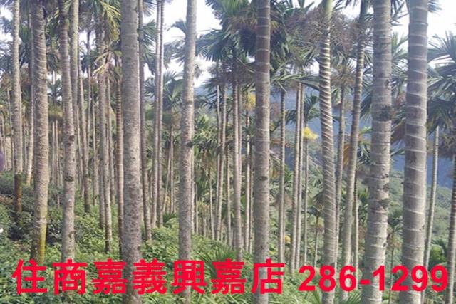 嘉義農地-9