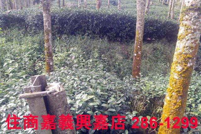 嘉義農地-3