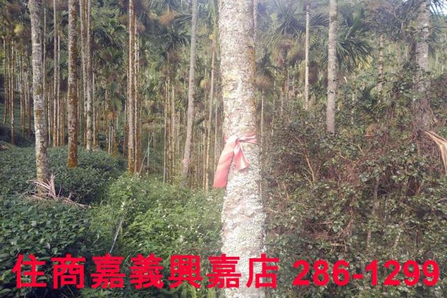 嘉義農地-5