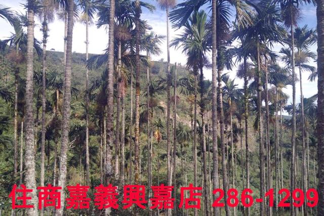 嘉義農地-6