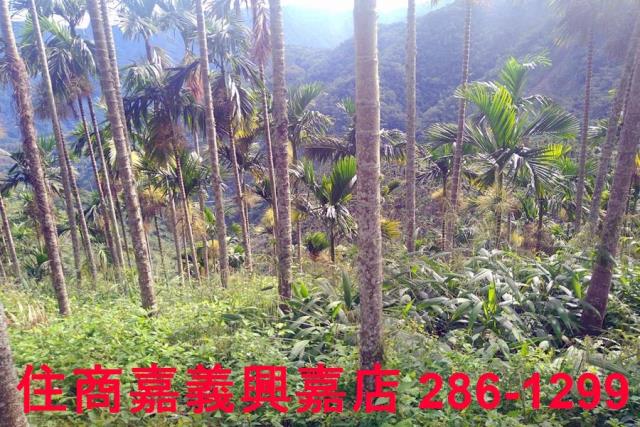 嘉義農地-7