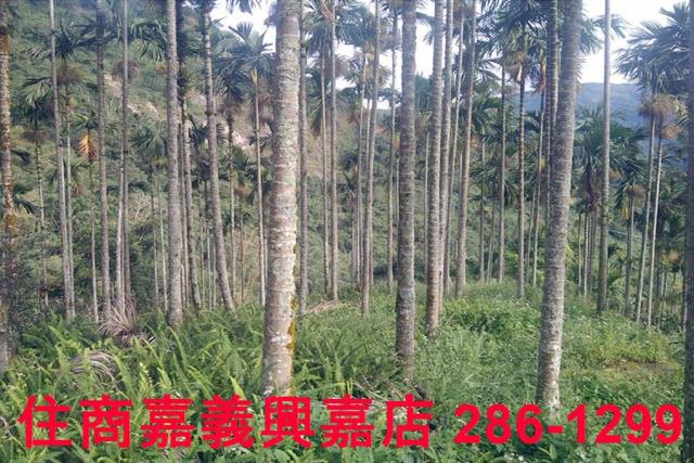 嘉義農地-8