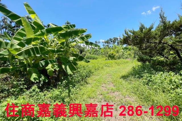 嘉義中埔農地-2