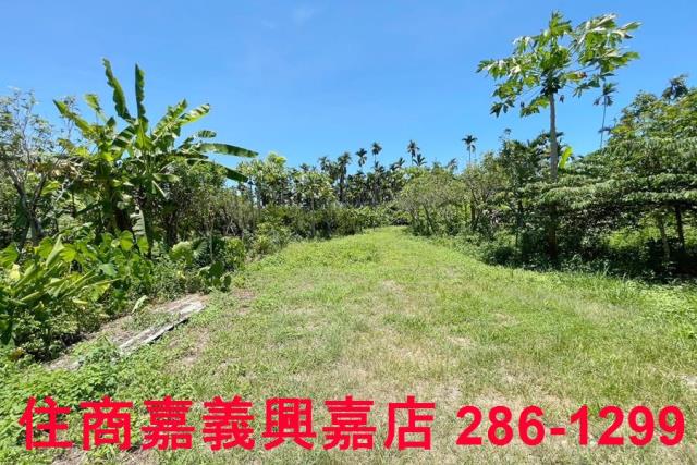 嘉義中埔農地-3