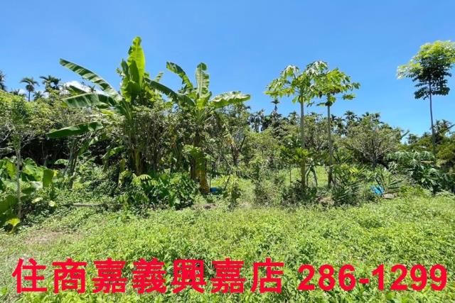嘉義中埔農地-8