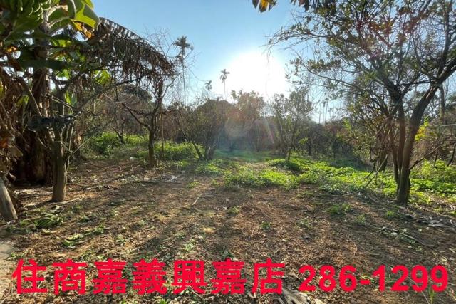 嘉義番路農地-9