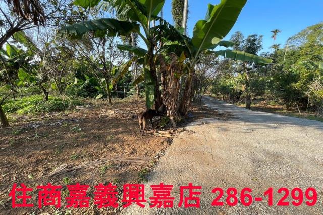 嘉義番路農地-2
