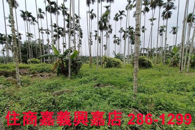 中埔農地-9