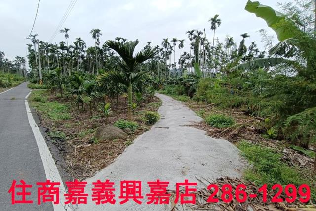 中埔農地-5