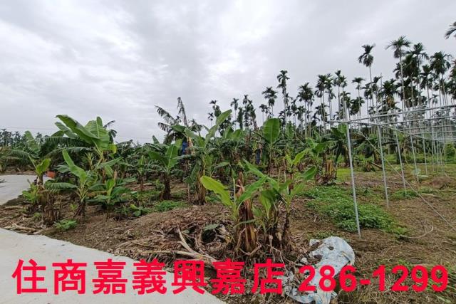 中埔農地-6