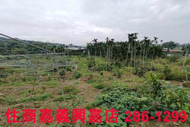 中埔農地-8