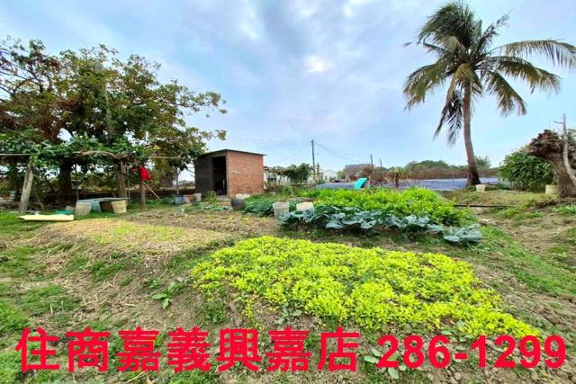 嘉義水上農地-3