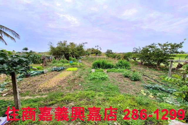 嘉義水上農地-5