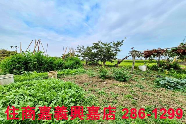 嘉義水上農地-6