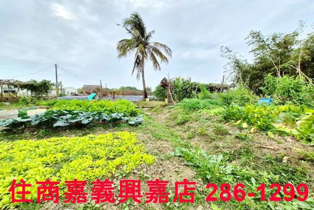 嘉義水上農地-7