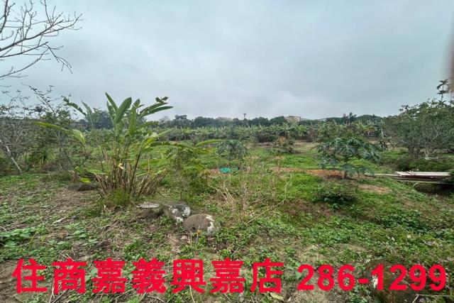 中埔農地-7