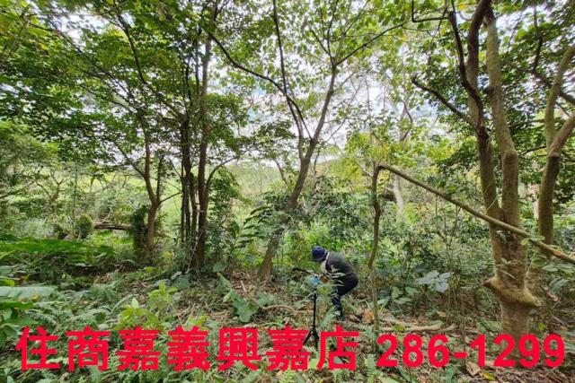 竹崎林地-9