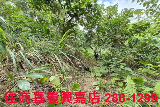 竹崎林地-10