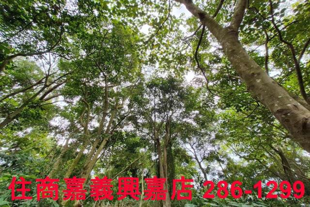 竹崎林地-11