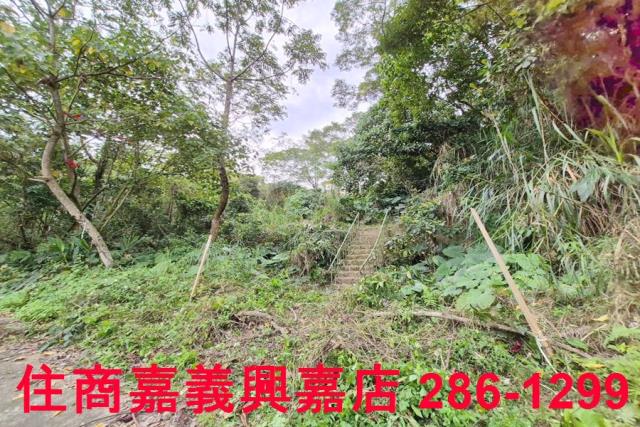 竹崎林地-14