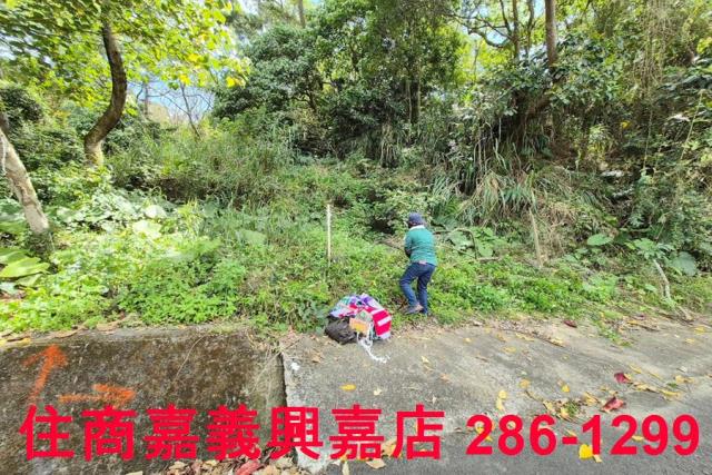 竹崎林地-3