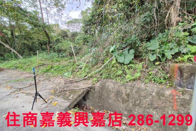 竹崎林地-4