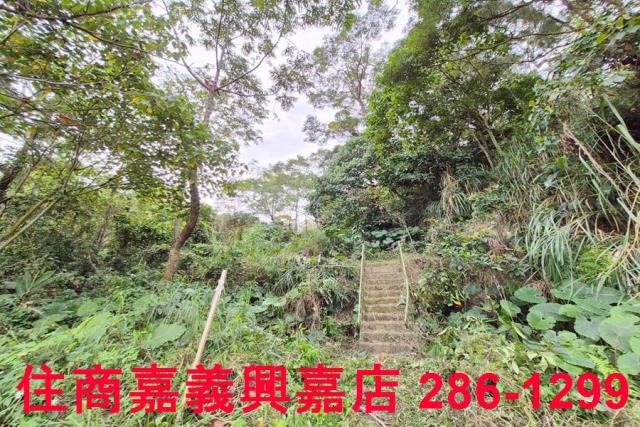 竹崎林地-6