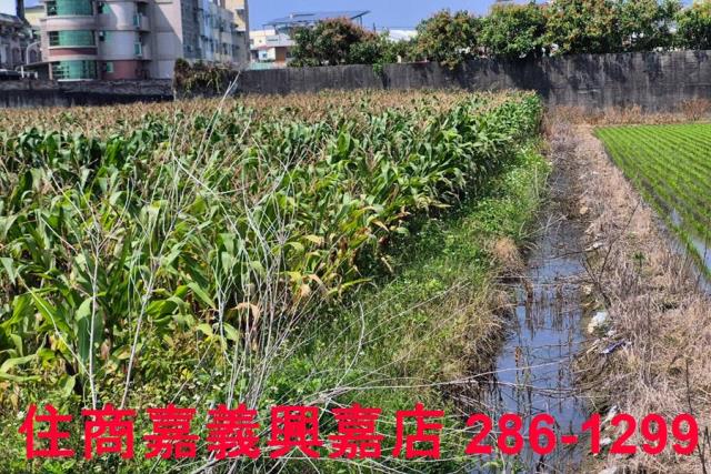 水上農地-7
