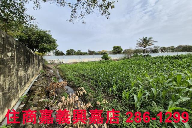 水上農地-2