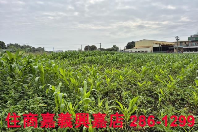 水上農地-4
