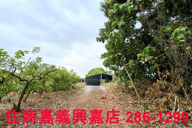 嘉義農地-5