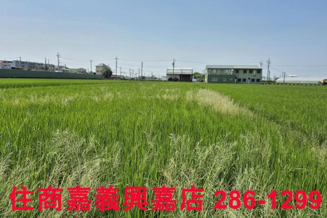 民雄農地-3