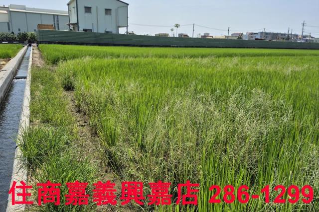 民雄農地-4