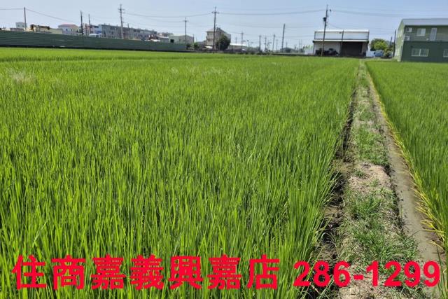 民雄農地-5