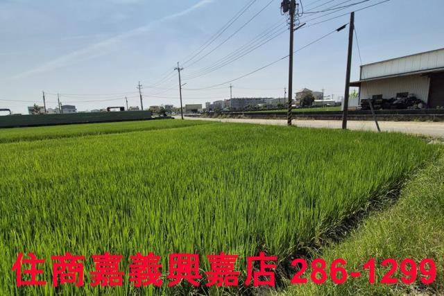 民雄農地-6