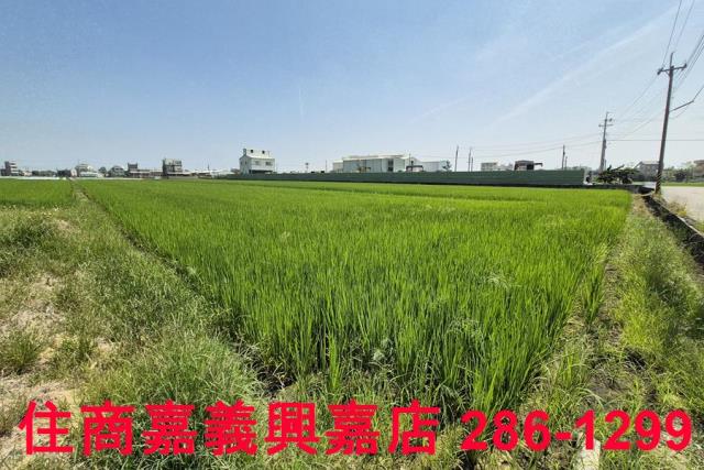 民雄農地-7