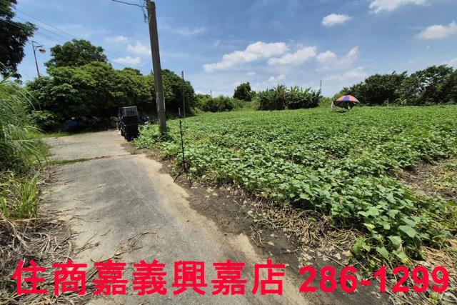 嘉義新港農地-6