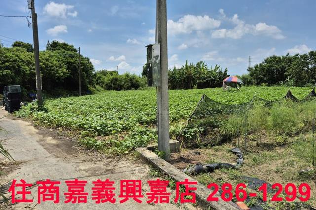 嘉義新港農地-8