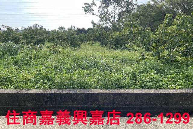 竹崎農地-9
