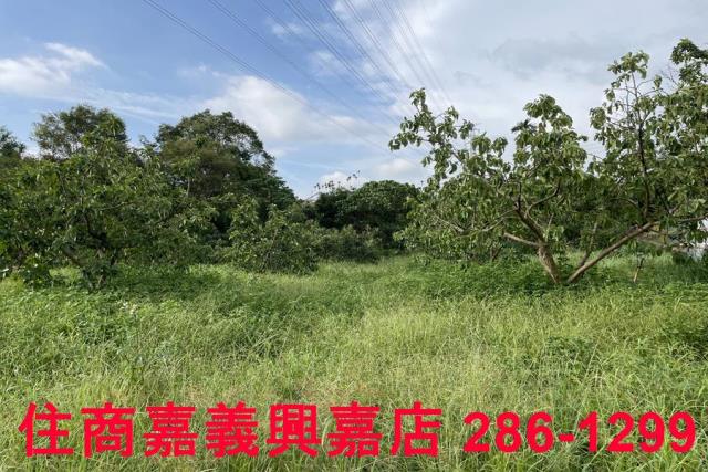 竹崎農地-4